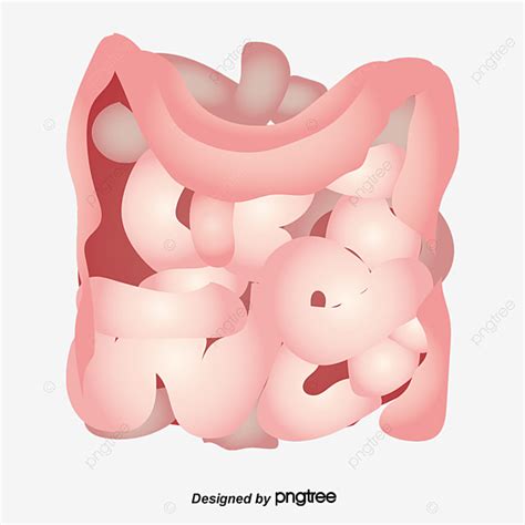 Vector De Colon Humano PNG Intestino Intestino Delgado Organo PNG Y