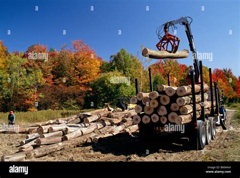 Selective logging hi-res stock photography and images - Alamy