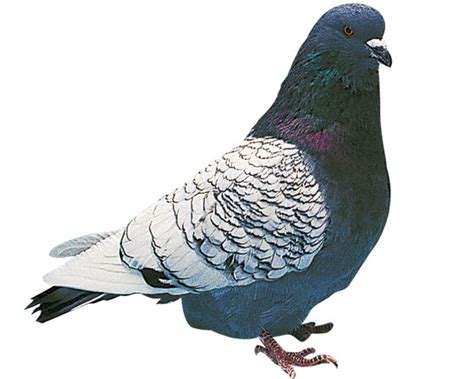 Pairing Long beak and Short beak Pigeon for breeding | Pigeon-Talk