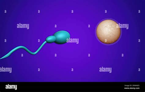 3D ilustración esperma y huevo humano fértil Concepto de