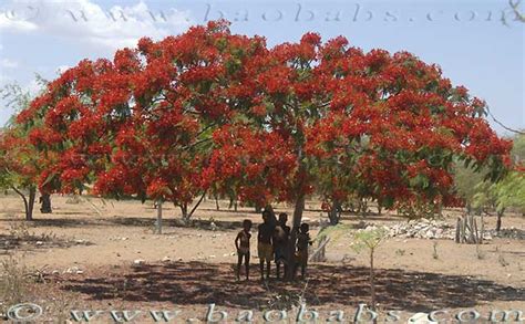 Delonix Regia