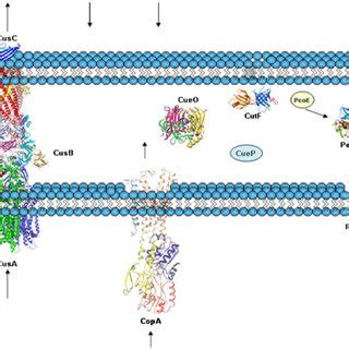 Graphical Representation Of The Complete Periplasmic Copper Homeostasis