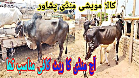 Peshawar Kala Cow Mandi Lasted Rate Update Eid Ul Azha Session