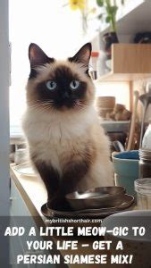 Siamese Persian Mix Cat - 15 Facts About Persian Siamese Mix Cat Breed ...