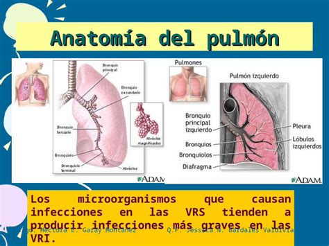 PPT Anatomía del pulmón Los microorganismos que causan infecciones en