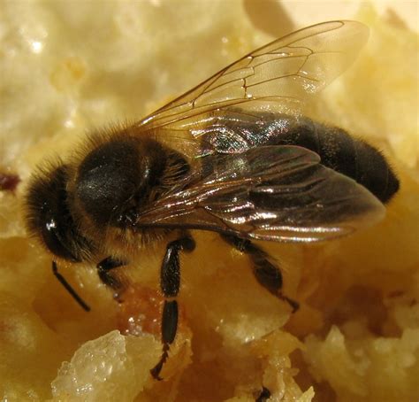 File:Abeille-bee-honey.jpg - Wikimedia Commons