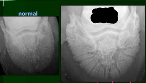 48 Equine Lecture 48 Synovial Sepsis Flashcards Quizlet