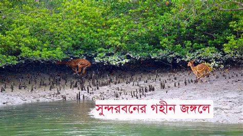 সুন্দরবনের গহীন জঙ্গলে Sundarban Adventure The Beauty Of