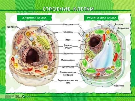 Строение животной клетки. 7 класс - презентация онлайн