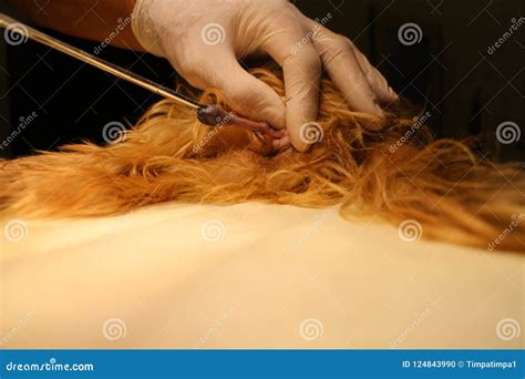 Tumeur Sortant Du Vagin Par Le Terrier De Yorkshire Photo Stock Image