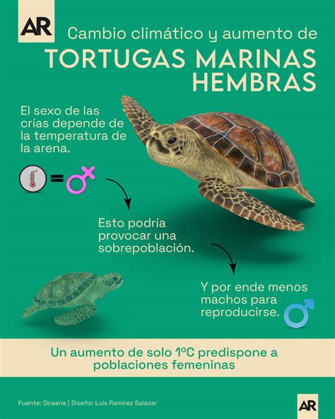 ¿cómo El Cambio Climático Afecta El Futuro De Las Tortugas Marinas