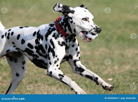 Dalmatian, Spotty Dog With Spotty Ball Stock Photo - Image: 35365004