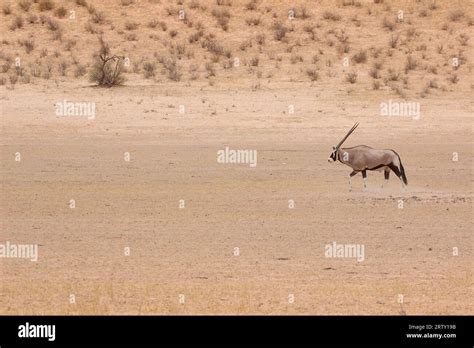 Kalahari Oryx Game Reserve Hi Res Stock Photography And Images Alamy