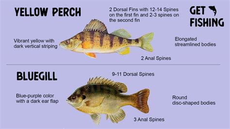 Perch vs Bluegill – What Is The Difference – Get Fishing