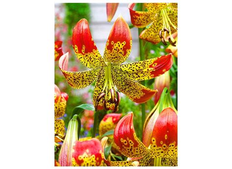 Buy Lilies FUSION flower bulbs online | BULBi.nl