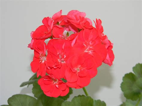Пеларгония. | Flowers, Rose, Garden