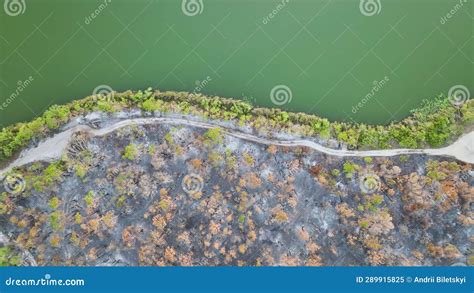 Charred Dead Vegetation Burnt Down After Wildfire Destroyed Florida