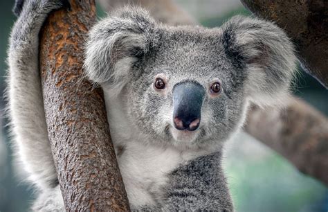 Ce Que Signifie R Ver De Koala Signification Des R Ves