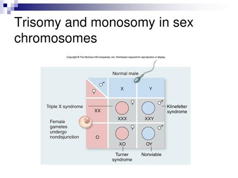 Ppt Chromosomes And Human Genetics Powerpoint Presentation Free Download Id 2432061