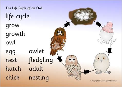 Life cycle of a owl word mat sb9496 – Artofit