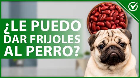 🐕 ¿puedo Darle De Comer Frijoles A Mi Perro Alimentación Canina 🐕