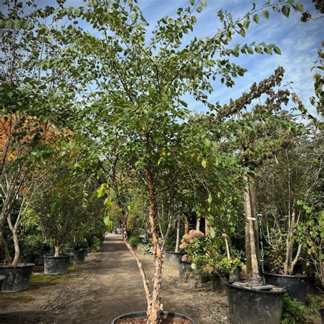 Amelanchier Lamarkii 200 To 250cm Multistem Trees Form Plants