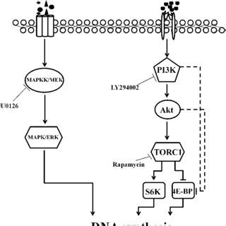 A predicted network that links the growth factor signaling pathways ...