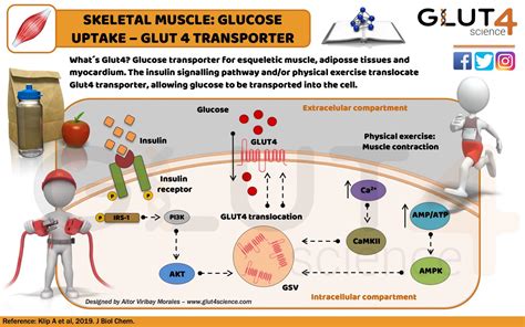 Qu Es El Transportador Glut Glucosa M Sculo Glut Science