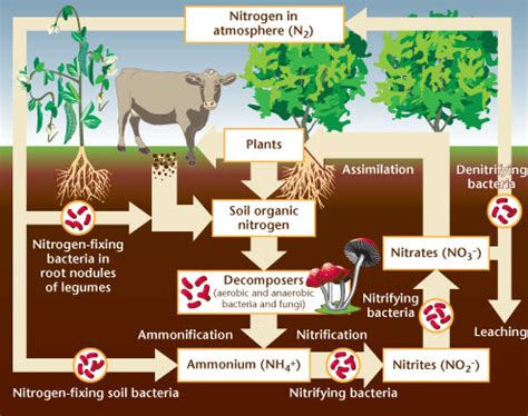 The Nitrogen Cycle | CAHNRS Alumni & Development | Washington State ...