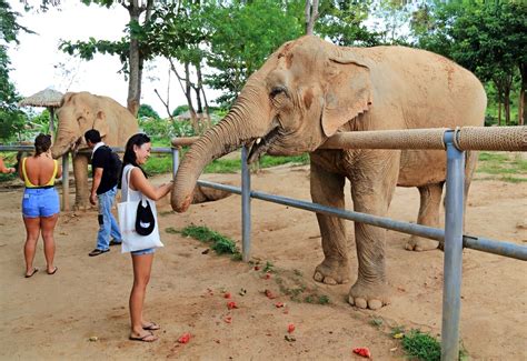 Koh Samui Elephant Sanctuary Rescuing Elephants From Riding Camps And