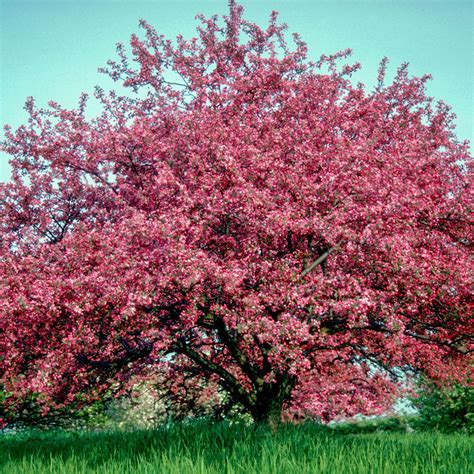 Robinson Crabapple Trees For Sale At Arbor Days Online Tree Nursery Arbor Day Foundation