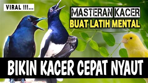 Viral Suara Kacer Gacor Full Isian Latih Mental Kacer Biar