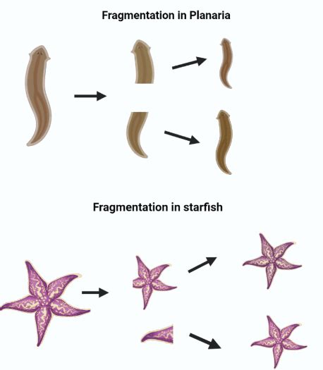 Asexual Reproduction Types Examples And Advantages