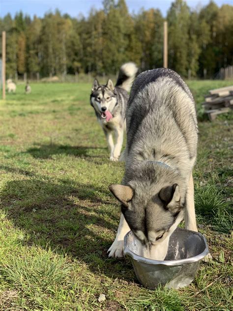 Can A Siberian Husky Live In French Southern Territories