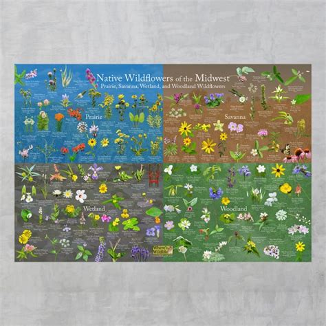 Native Wildflowers of the Midwest Flower Identification Poster ID 125 ...