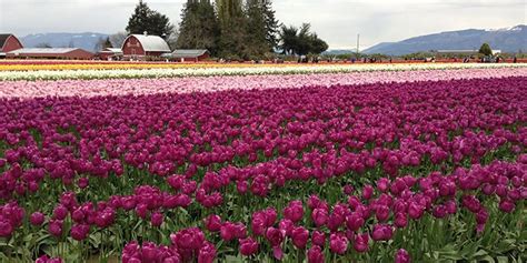 15 Gorgeous West Coast Flower Festivals You Need To See Skagit Valley