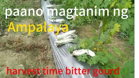 Paano Magtanim Ng Ampalaya At Harvest Time Ng Ampalaya Youtube