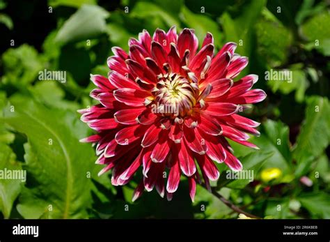 Dahlia Flowering Dahlia Hybrid Anemone Flowering Dahlia Stock Photo