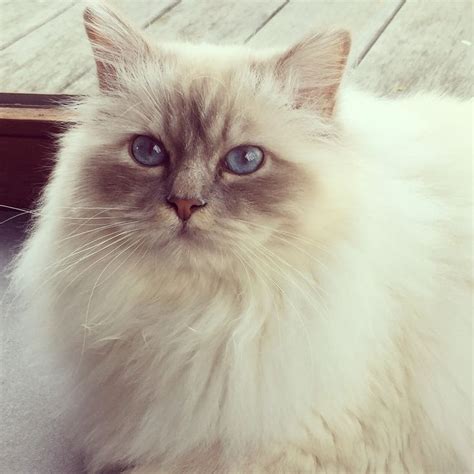 Birman Cat Lilac Tabby Soho Schattig