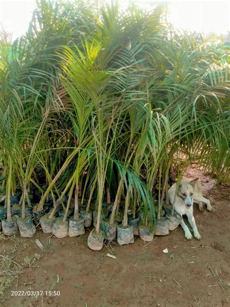 Spread In Long Hyophorbe Lagenicaulis Bottle Palm Plant For Garden