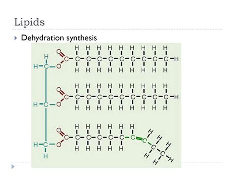 Dehydration Synthesis Lipids