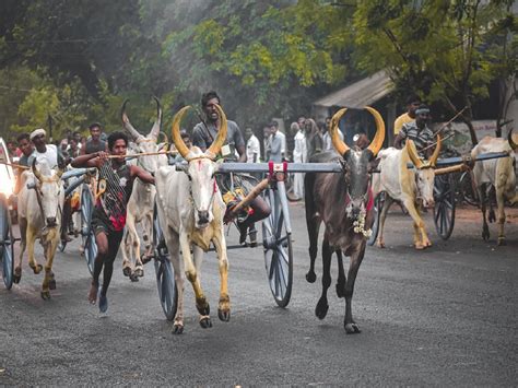 Bullock Cart Race: राज्यातील बैलगाडा शर्यतीचा मार्ग मोकळा, सर्वोच्च ...