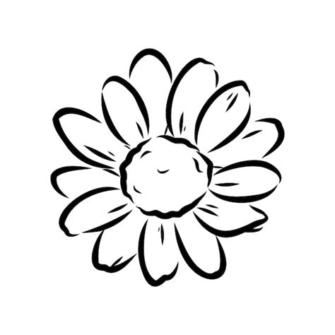 Premium Vector Daisy Flower Line Art Drawing Vector Hand Drawn