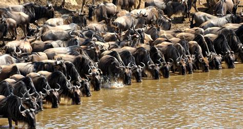 Day Serengeti Wildebeest Migration Safari Explore The Most