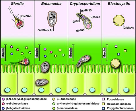 Protozoa Structure