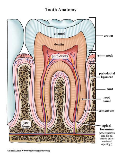 Tooth Anatomy