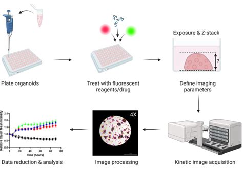 Multiplexed Live Cell Imaging For Drug Responses In Patient Derived