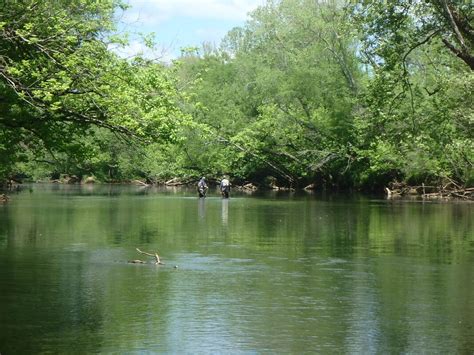 Elk River Tn Middle Tennessee Fly Fishers