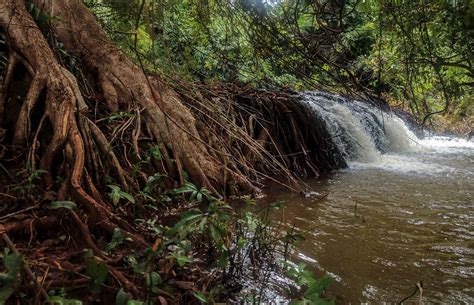 Las Natura Wodospad Brązowy Darmowe zdjęcie na Pixabay Pixabay