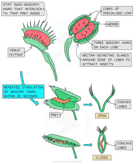 Electrical Communication In The Venus Flytrap Cie A Level Biology